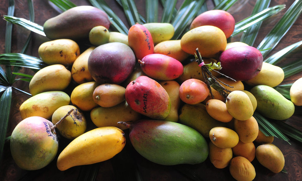 Découvrez Toutes Nos Variétés de Mangues Exotiques à Montréal chez LePro